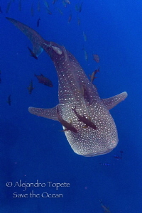 Whaleshark with jacks, San Benedicto Mexico by Alejandro Topete 